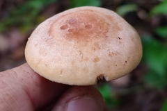 Lactarius chrysorrheus