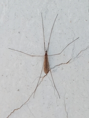 Limoniidae