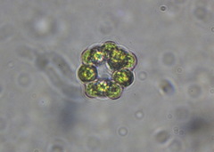 Coelastrum
