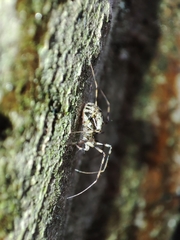 Drapetisca socialis