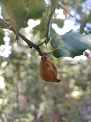 Heteroecus pacificus