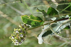 Asclepias elata