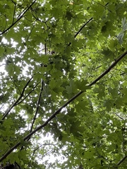Acer floridanum