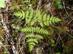 Gymnocarpium