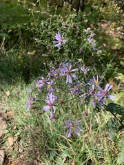 Symphyotrichum cordifolium