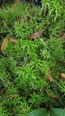 Sphagnum angustifolium