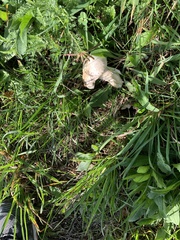 Lycoperdon pratense