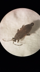 Peritrechus geniculatus