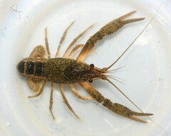 Procambarus