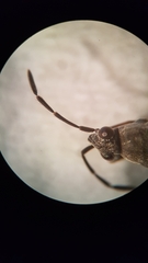 Peritrechus geniculatus