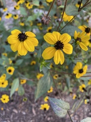 Rudbeckia triloba