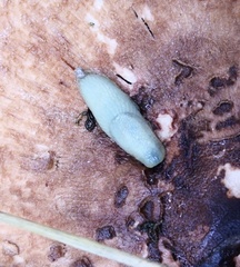 Arion intermedius