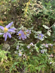 Symphyotrichum cordifolium