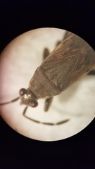 Peritrechus geniculatus