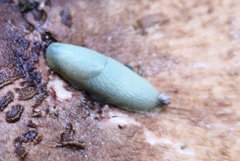 Arion intermedius