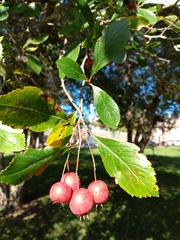 Crataegus punctata