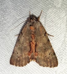 Catocala grynea
