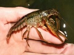 Procambarus