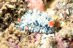 Hypselodoris saintvincentius