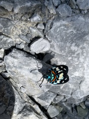 Erasmia pulchella