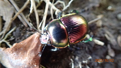 Phelotrupes auratus