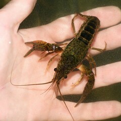 Procambarus