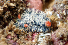 Hypselodoris saintvincentius