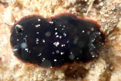 Dendrodoris arborescens