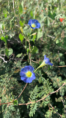 Ipomoea cardiophylla