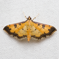 Ategumia ebulealis