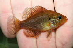 Enneacanthus gloriosus