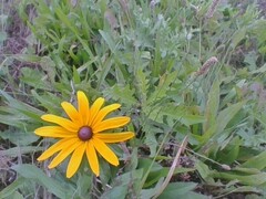 Rudbeckia