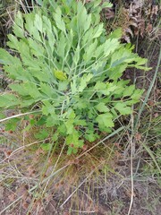 Notobubon galbanum
