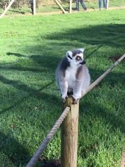 Lemur