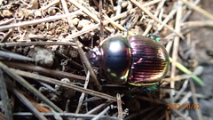 Phelotrupes auratus