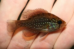 Enneacanthus gloriosus