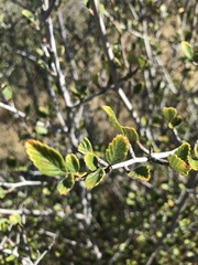 Cercocarpus betuloides