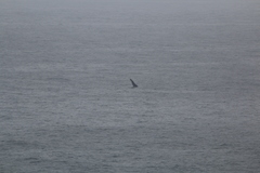 Megaptera novaeangliae australis