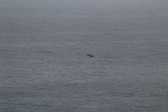 Megaptera novaeangliae australis