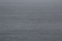 Megaptera novaeangliae australis