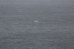 Megaptera novaeangliae australis