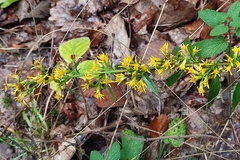 Solidago virgaurea