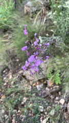 Hesperidanthus linearifolius