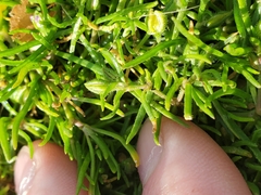 Spergularia rubra