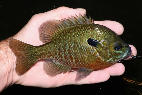 Redbreast Sunfish × Bluegill