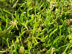 Spergularia rubra