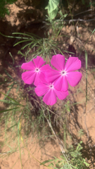 Phlox