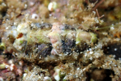 Craspedoplax variabilis