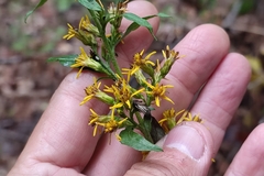 Solidago virgaurea