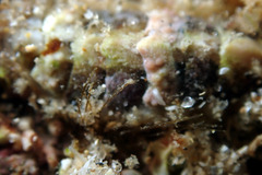 Craspedoplax variabilis